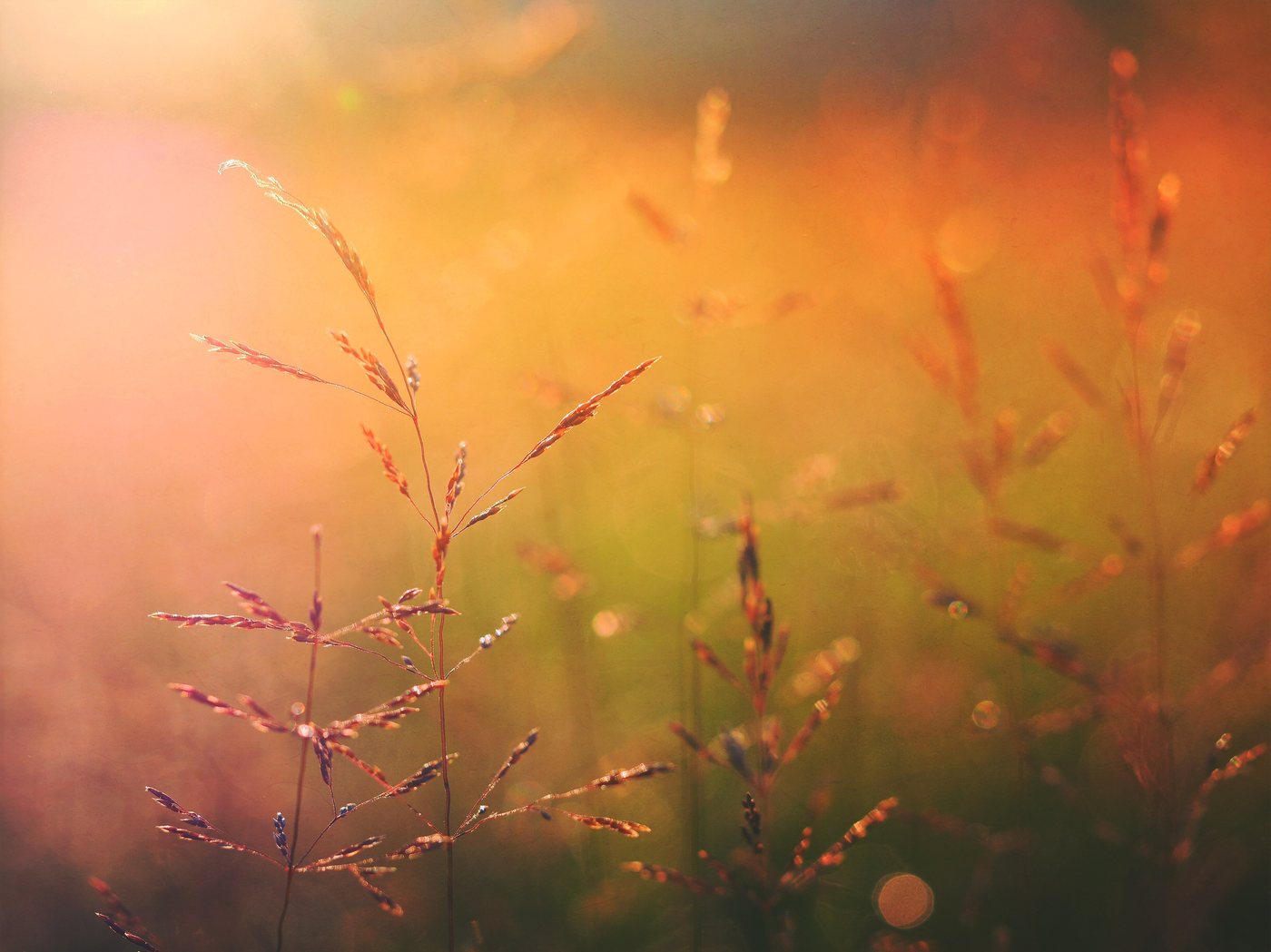 Golden wheat field at sunset